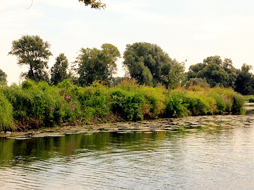 Ob ein Spaziergang, eine Fahrradtour auf dem Mulde-Radweg oder per Boot - die Mulde bietet besonders für Naturliebhaber ein Erlebnis