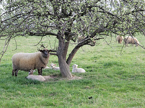 Im Muldental noch oft anzutreffen - Schafe auf Streubobstwiese oder auf den Deichen
